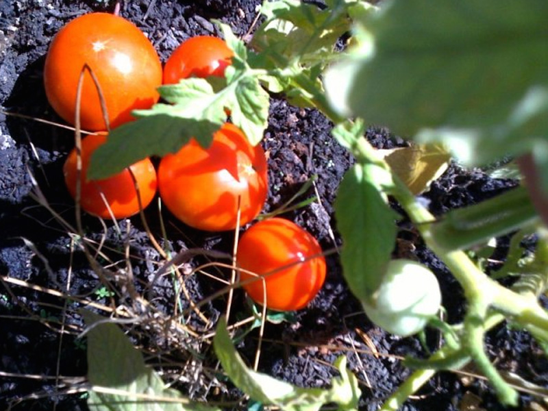 百奥源®浮动湿地生长的番茄